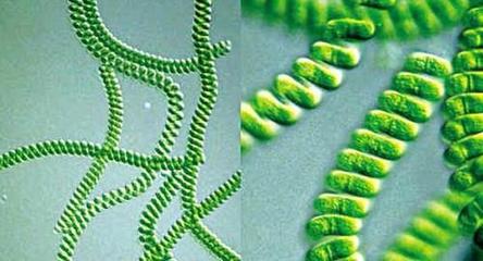 用好螺旋藻,提高抗病能力、减皱、润肤,延缓衰老!