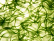 海洽会展商推介丨博露生物,致力科技创新研发