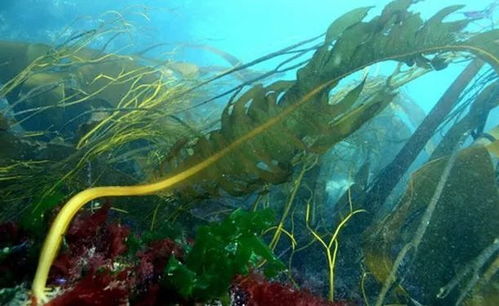 紫菜以上,海带未满