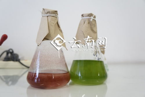 科研引领，创新驱动 绿A创新源动力研发中心与中国螺旋藻产业的腾飞