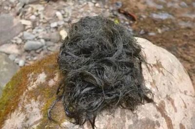 盘点世界海藻类海鲜品种,海白菜上榜,第八被称为&ldquo;天然螺旋藻&rdquo;