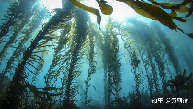 海洋的馈赠 探秘荣成特产天然螺旋藻的健康魅力