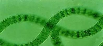 螺旋藻到底有没有副作用？天然螺旋藻的全面解析